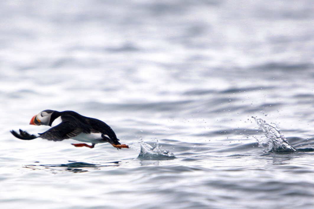 Sjøfugler er blant artene som trues av klimaendringene. Her forsøker en lundefugl å komme seg opp in lufta ved Svalbard. Sjøfugler er blant artene som trues av klimaendringene. Her forsøker en lundefugl å komme seg opp in lufta ved Svalbard.