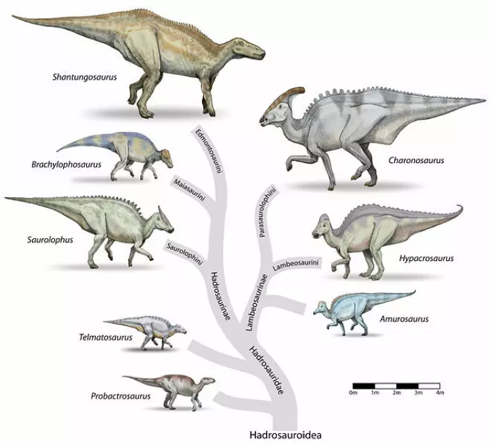 Familietreet til nebbdinosaurene (hadrosauridae). (Illustrasjon: Wikimedia Commons, lisens her)