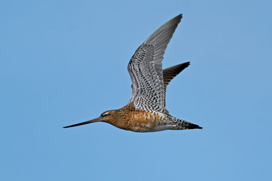 Denne lille lappspoven (Limosa Lapponica) kan fly helt fra Alaska til New Zealand uten å mellomlande. Denne lille lappspoven (Limosa Lapponica) kan fly helt fra Alaska til New Zealand uten å mellomlande.