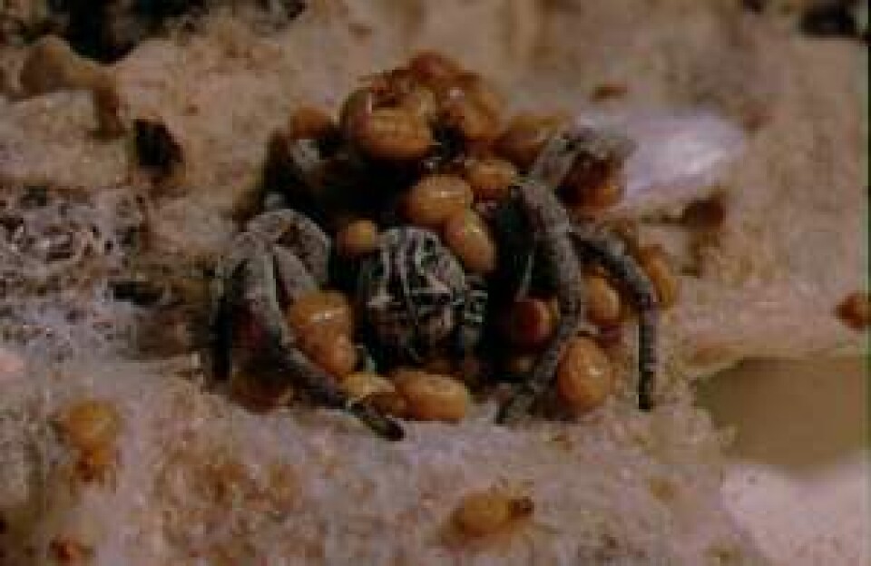 Små gule edderkoppunger fortærer moren sin to uker etter at de er kommet til verden. (Foto: Trine Bilde)