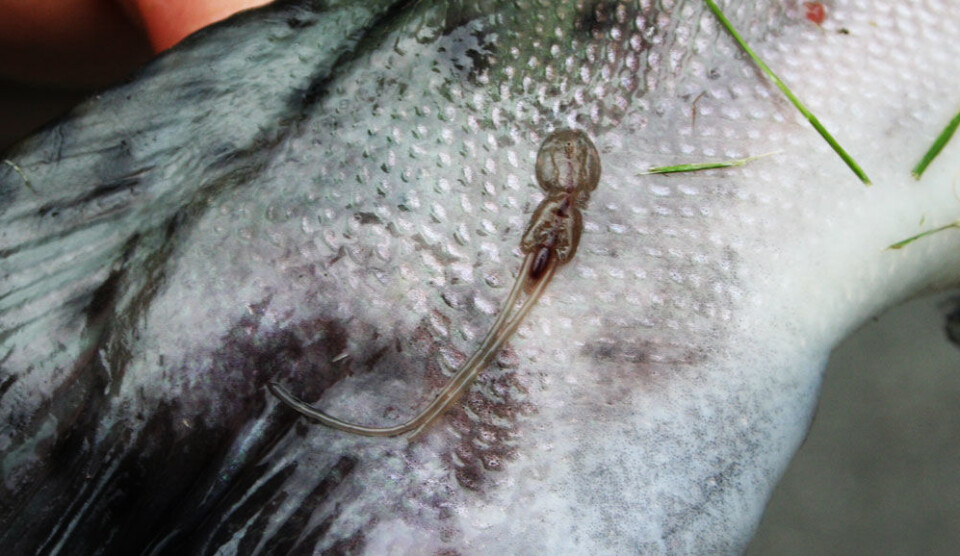 Lakselus på pukkellaksen. (Foto: Øivind Torslett, Havforskningsinstituttet)
