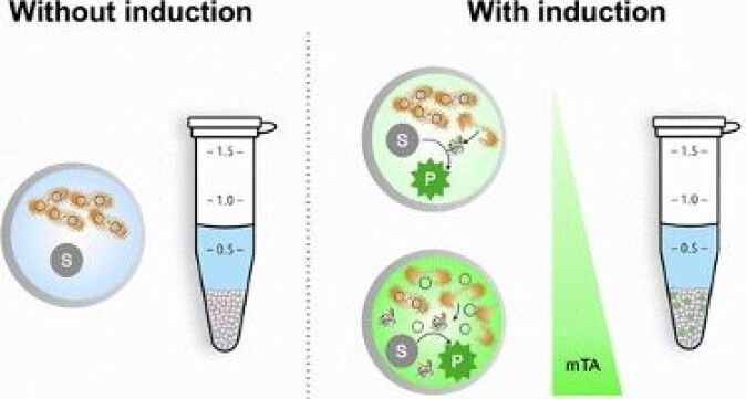 The lysis-on-demand system can control how many cells are broken open. The lysis-on-demand system can control how many cells are broken open.
