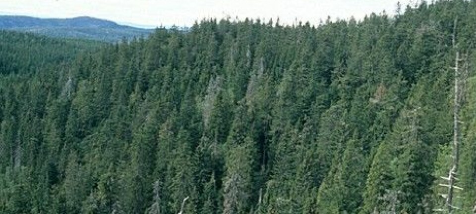 Granskogen i Oppkuven er en av skogene i Norge der vi finner høyest genetisk variasjon og minst innavl. Oppkuven er også et av områdene i Norge hvor det finnes lommer av urskog. (Foto: John Y. Larsson)