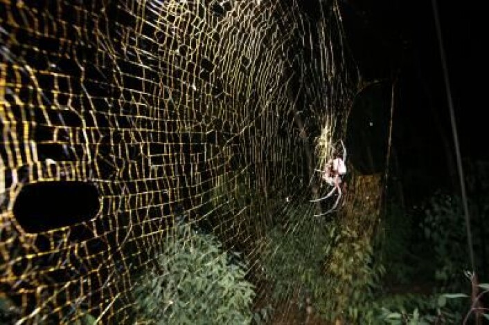 Et kjempemessig edderkoppnett 1 meter i diameter, spunnet av en Nephila-edderkopp. (Foto: M. Kuntner) Et kjempemessig edderkoppnett 1 meter i diameter, spunnet av en Nephila-edderkopp. (Foto: M. Kuntner)