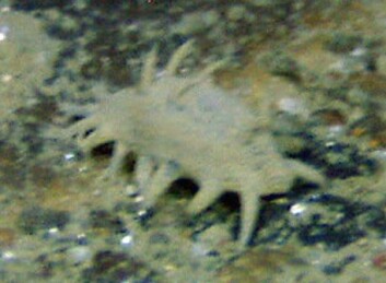 Også den grå sjøpølsen Elpidia sp. (ca. 1,5 cm) er vanlig i de dype delene av Norskehavet, men den er også funnet grunnere. (Foto: MAREANO/Havforskningsinstituttet) Også den grå sjøpølsen Elpidia sp. (ca. 1,5 cm) er vanlig i de dype delene av Norskehavet, men den er også funnet grunnere. (Foto: MAREANO/Havforskningsinstituttet)