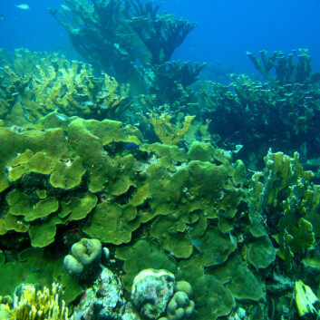 Dette revet i Curaçao er dominert av korallen Montastraea faveolata. (Foto: Mark Vermeij) Dette revet i Curaçao er dominert av korallen Montastraea faveolata. (Foto: Mark Vermeij)