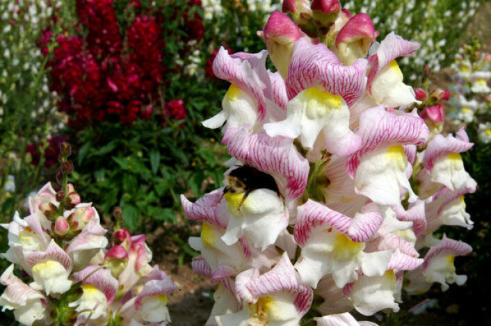 Hageplanten løvemunn har utviklet seg i nært samspill med humler. Insektene kan spille en viktig rolle i økosystemet i og rundt hagen din. Vil du være snill med humlene, er rød eller stripete løvemunn best. (Foto: John Innes Centre, UK) Hageplanten løvemunn har utviklet seg i nært samspill med humler. Insektene kan spille en viktig rolle i økosystemet i og rundt hagen din. Vil du være snill med humlene, er rød eller stripete løvemunn best. (Foto: John Innes Centre, UK)