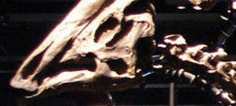 Nebbdinosauren Parasaurolophus cyrtocristatus utstilt ved Field Museum of Natural History i Chicago i USA. (Foto: Wikimedia Commons, lisens her)