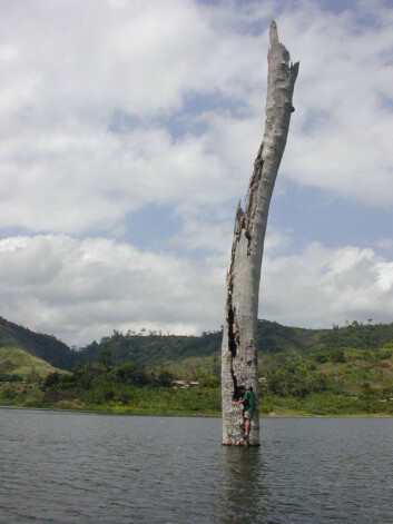 Forskerne har tatt prøver fra trær som delvis har sunket ned i elven Bosumtwi. Den nedsunkne skogen bidrar til å gi forskerne ny viten om tidligere langvarige tørkeperioder i Vest-Afrika. (Foto: T.M. Shanahan) Forskerne har tatt prøver fra trær som delvis har sunket ned i elven Bosumtwi. Den nedsunkne skogen bidrar til å gi forskerne ny viten om tidligere langvarige tørkeperioder i Vest-Afrika. (Foto: T.M. Shanahan)