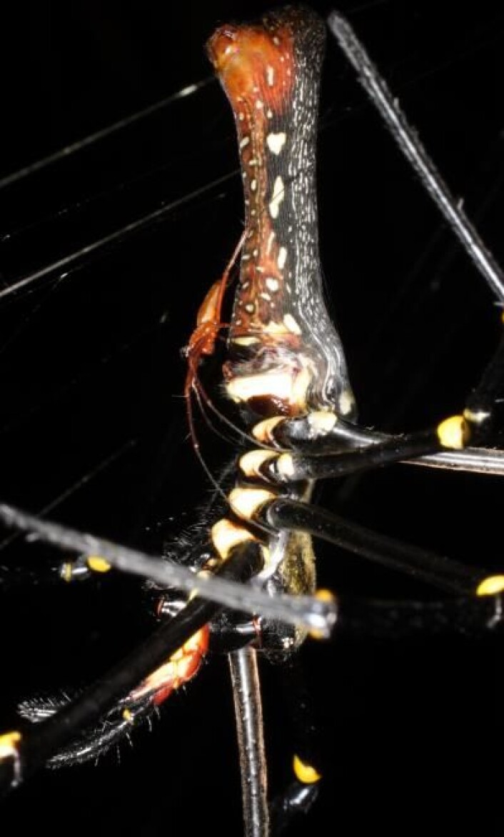 Forskjellen i kroppsstørrelse mellom hann- og hunn-Nephila er ekstrem. Her sees den røde hannen til venstre, sittende på ryggen til hunnen. (Foto: M. Kuntner) Forskjellen i kroppsstørrelse mellom hann- og hunn-Nephila er ekstrem. Her sees den røde hannen til venstre, sittende på ryggen til hunnen. (Foto: M. Kuntner)