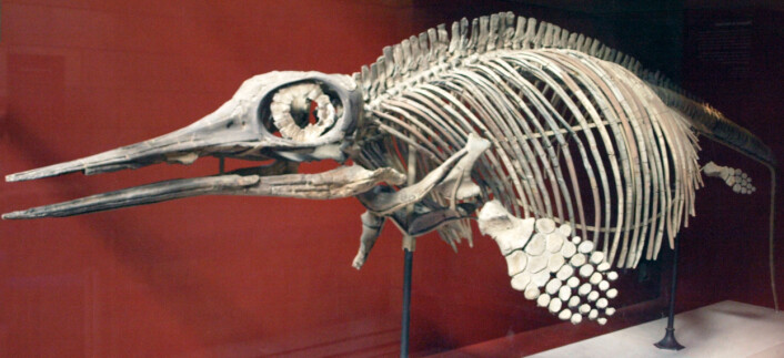 Ophthalmosaurus icenius. Dette eksemplaret ble oppdaget i Oxford Clay, England. (Foto: Captmondo) Ophthalmosaurus icenius. Dette eksemplaret ble oppdaget i Oxford Clay, England. (Foto: Captmondo)