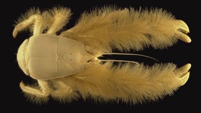 (Foto: Ifremer, A. fifis, 2006) (Foto: Ifremer, A. fifis, 2006)