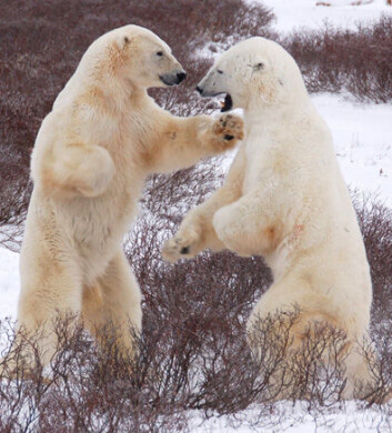 Hanner måler styrke og venter på at sjøisen i Hudson Bay skal fryse for vinteren. (Foto: Steven C. Amstrup, Polar Bears International) Hanner måler styrke og venter på at sjøisen i Hudson Bay skal fryse for vinteren. (Foto: Steven C. Amstrup, Polar Bears International)