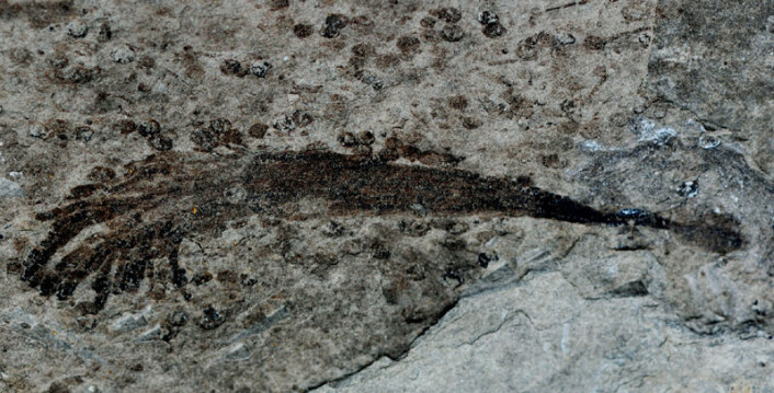 Et 600 millioner år gammelt fossil fra Lantian, Kina, peker mot at at de første flercellede, mer komplekse livsformer på jorden så dagens lys enda tidligere man hittil har trodd. Dette eksemplaret er rundt 4 centimeter langt. (Foto: Zhe Che) Et 600 millioner år gammelt fossil fra Lantian, Kina, peker mot at at de første flercellede, mer komplekse livsformer på jorden så dagens lys enda tidligere man hittil har trodd. Dette eksemplaret er rundt 4 centimeter langt. (Foto: Zhe Che)