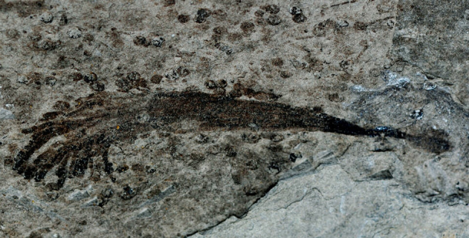 Et 600 millioner år gammelt fossil fra Lantian, Kina, peker mot at at de første flercellede, mer komplekse livsformer på jorden så dagens lys enda tidligere man hittil har trodd. Dette eksemplaret er rundt 4 centimeter langt. (Foto: Zhe Che)