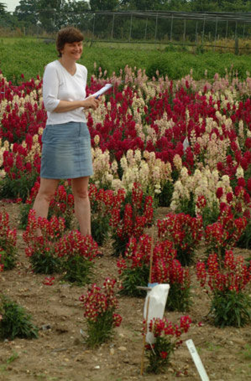 Professor Cathie Martin i prøvefeltet med fargerike blomster. (Foto: John Innes Centre, UK)