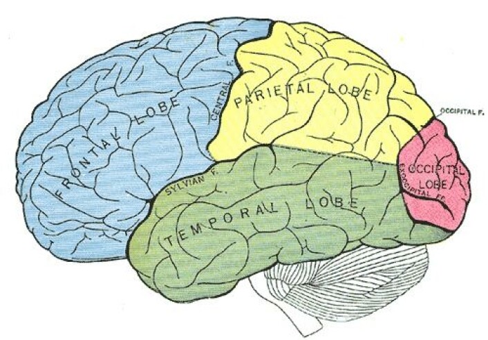 "Pannelappen: blått område, tinninglappen: grønt område, isselappen: gult område, bakhodelappen: rødt område. (Illustrasjon: Gray's Anatomy, 20th US edition, 1918, Wikimedia Commons)" "Pannelappen: blått område, tinninglappen: grønt område, isselappen: gult område, bakhodelappen: rødt område. (Illustrasjon: Gray's Anatomy, 20th US edition, 1918, Wikimedia Commons)"