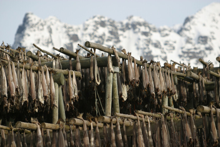 Tørrfiskens spesielle smak utvikles ved langsom tørking ute og etterlagring inne. (Foto: Frank Gregersen) Tørrfiskens spesielle smak utvikles ved langsom tørking ute og etterlagring inne. (Foto: Frank Gregersen)