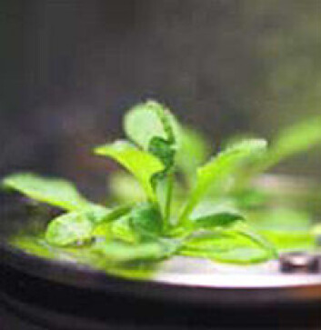 Vårskrinneblom, eller Arabidopsis thaliana, har blitt dyrket i rommet av romgartnere ved NTNU. (Foto: N-USOC) Vårskrinneblom, eller Arabidopsis thaliana, har blitt dyrket i rommet av romgartnere ved NTNU. (Foto: N-USOC)
