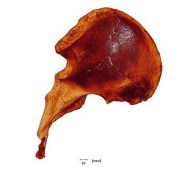 "Del av det fossile neandertalbekkenet. (Foto: National Academy of Sciences, PNAS)" "Del av det fossile neandertalbekkenet. (Foto: National Academy of Sciences, PNAS)"