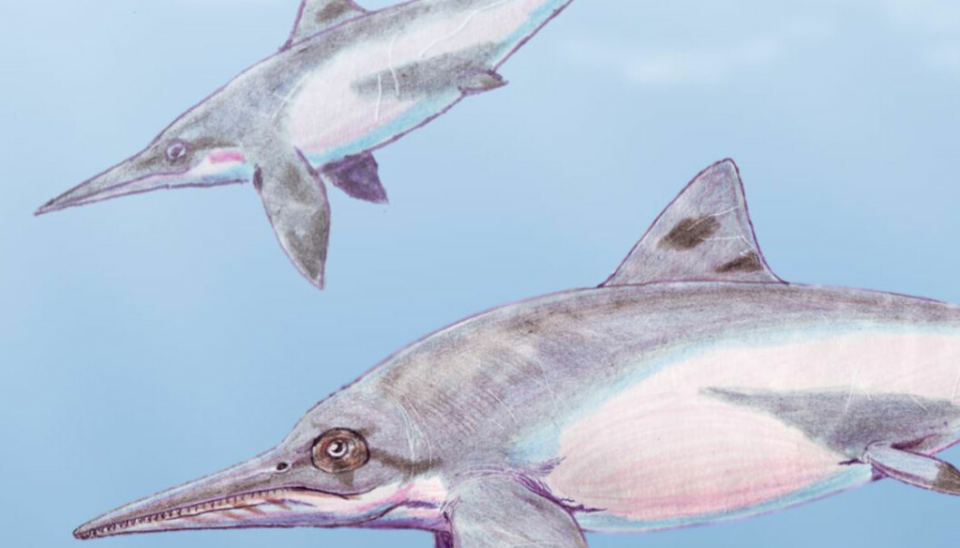 Om ichthyosaurer
