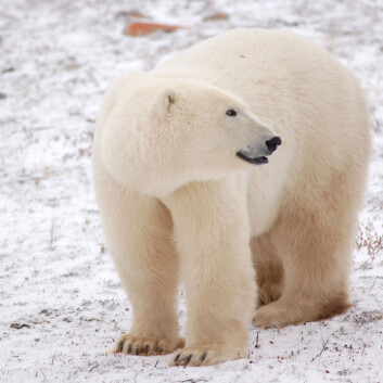 En ung hunnbjørn ved Hundson Bay håper nok på mye is og dermed en potensielt matrik vinter. (Foto: Steven C. Amstrup, Polar Bears International) En ung hunnbjørn ved Hundson Bay håper nok på mye is og dermed en potensielt matrik vinter. (Foto: Steven C. Amstrup, Polar Bears International)