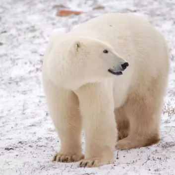 En ung hunnbjørn ved Hundson Bay håper nok på mye is og dermed en potensielt matrik vinter. (Foto: Steven C. Amstrup, Polar Bears International)