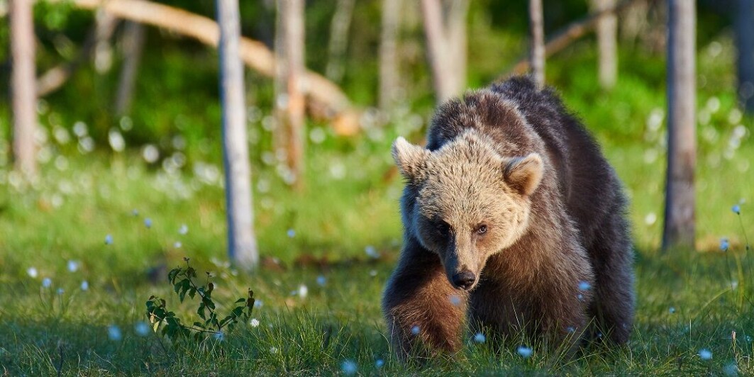 It might seem difficult to measure the value of nature. But researchers in Norway are taking on the task. It might seem difficult to measure the value of nature. But researchers in Norway are taking on the task.