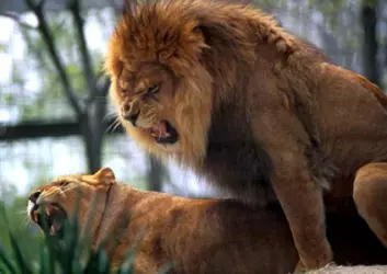 "Den afrikanske løvehannen er svært aggressiv og mye større enn hunnen. (Foto: iStockphoto)"