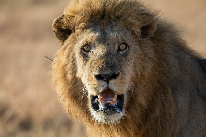 We won’t save wild lions by stopping climate change. We won’t save wild lions by stopping climate change.