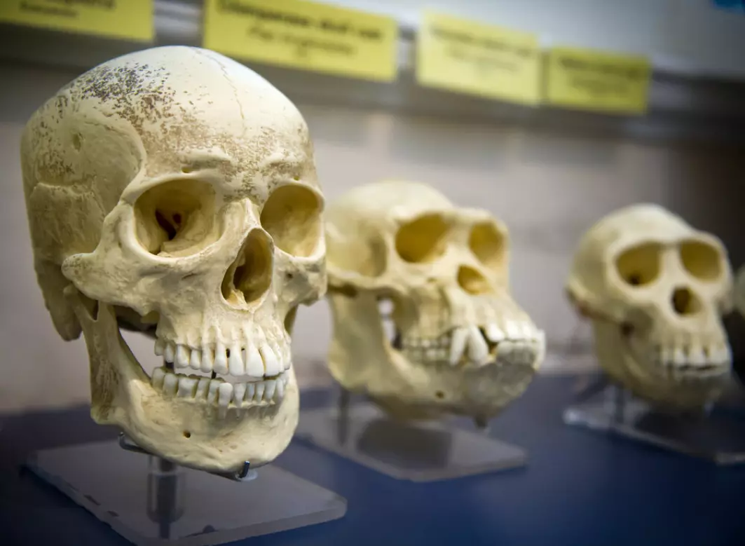 Forfedrene dine under den siste istiden hadde faktisk en større hjerne enn deg.
