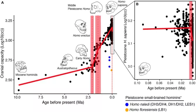 Forskernes datasett over ulike tidlige menneskers hjernestørrelse. Som det kan ses hadde selv tidlige Homo-arter mye større hjerner enn andre tidlige menneskearter.