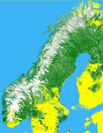 Snøkart over Skandinavia. Gult angir områder med skyer eller uten satellittdekning. (Illusttrasjon: Norut) Snøkart over Skandinavia. Gult angir områder med skyer eller uten satellittdekning. (Illusttrasjon: Norut)