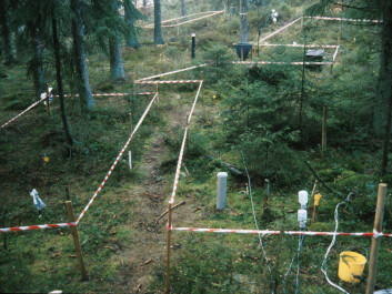 Fra et forsøksfelt i Gårdsjøn i Sverige, der skogsjord tilføres nitrogen. (Foto: O. Janne Kjønaas) Fra et forsøksfelt i Gårdsjøn i Sverige, der skogsjord tilføres nitrogen. (Foto: O. Janne Kjønaas)