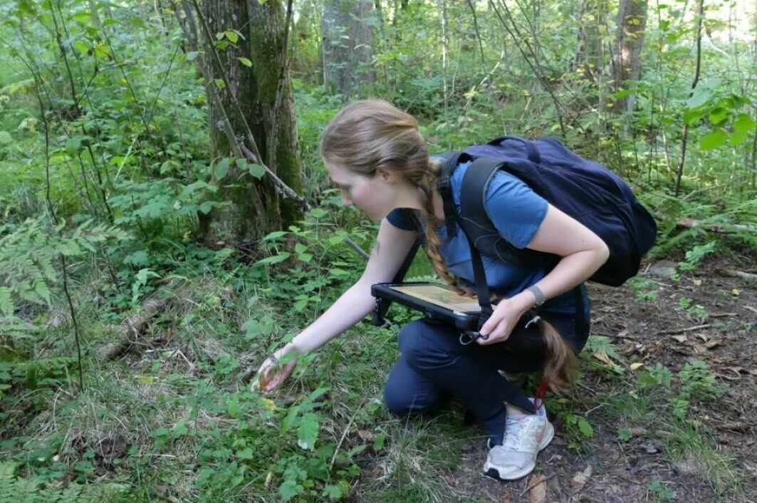 Katrine Marie Brynildsrud kartlegger skogene langs bygrensa i Oslo.
