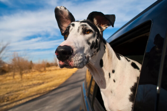 "Forskning viser at hunden er ganske lettlurt. Kanskje er det derfor den er menneskets beste venn? (Illustrasjonsfoto: iStockphoto)" "Forskning viser at hunden er ganske lettlurt. Kanskje er det derfor den er menneskets beste venn? (Illustrasjonsfoto: iStockphoto)"