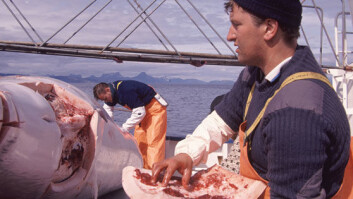 Spekkprøvetaking fra vågehval. (Foto: Bjørn Tore Forberg) Spekkprøvetaking fra vågehval. (Foto: Bjørn Tore Forberg)