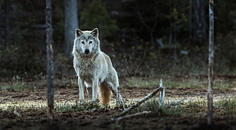 Den norske ulven er utryddet