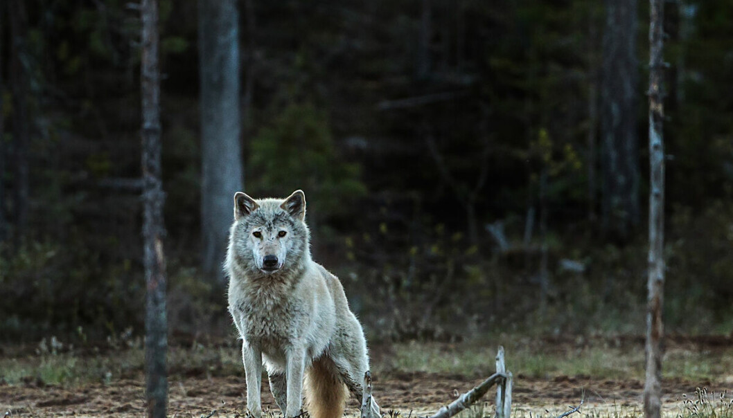 Den norsk-svenske ulven er antakelig borte for alltid. Ulvene våre i dag stammer fra finske ulver som vandret inn etter at vi utryddet våre egne ulver for rundt 50 år siden.