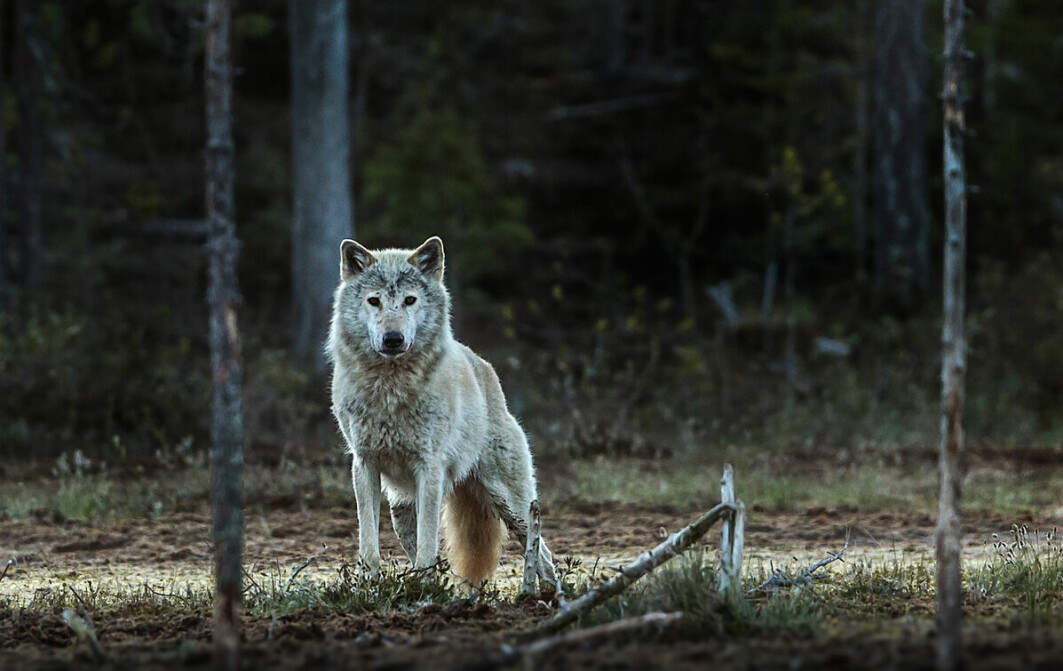 The Norwegian-Swedish wolf is probably gone forever. Today's population is descended from Finnish wolves that migrated in after we exterminated our own wolves about 50 years ago.