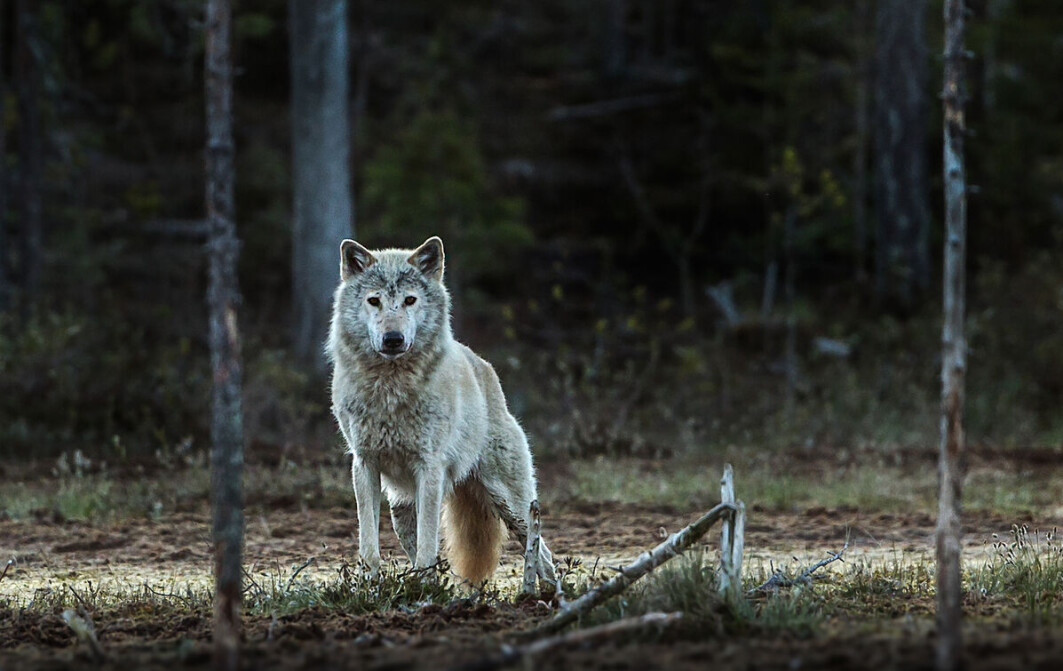 The Norwegian-Swedish wolf is probably gone forever. Today's population is descended from Finnish wolves that migrated in after we exterminated our own wolves about 50 years ago. The Norwegian-Swedish wolf is probably gone forever. Today's population is descended from Finnish wolves that migrated in after we exterminated our own wolves about 50 years ago.