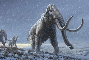Verdens eldste DNA funnet i tannen til mammut