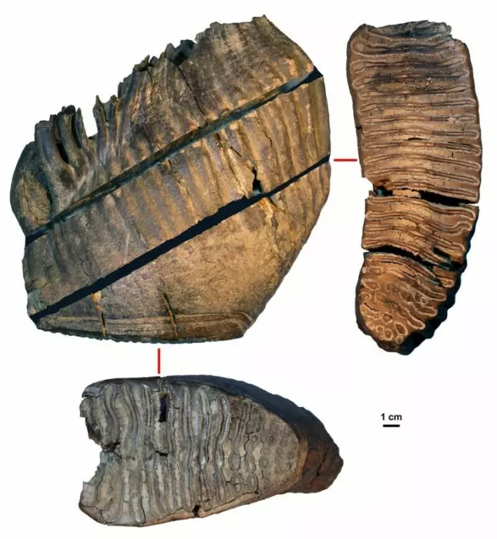 Her er de tre mammuttennene som ble analysert. De er fra 700.000 år til 1,2 million år gamle og ble funnet i frossen jord i Sibir i Russland.