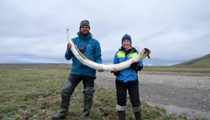Her er to andre forskere med en støttann fra en mammut. Den viser hvor store disse dyrene var. Love Dalén og Patrícia Pečnerováwith er på Wrangeløya i Russland. Der levde noen av de siste mammutene for 4000 år siden.