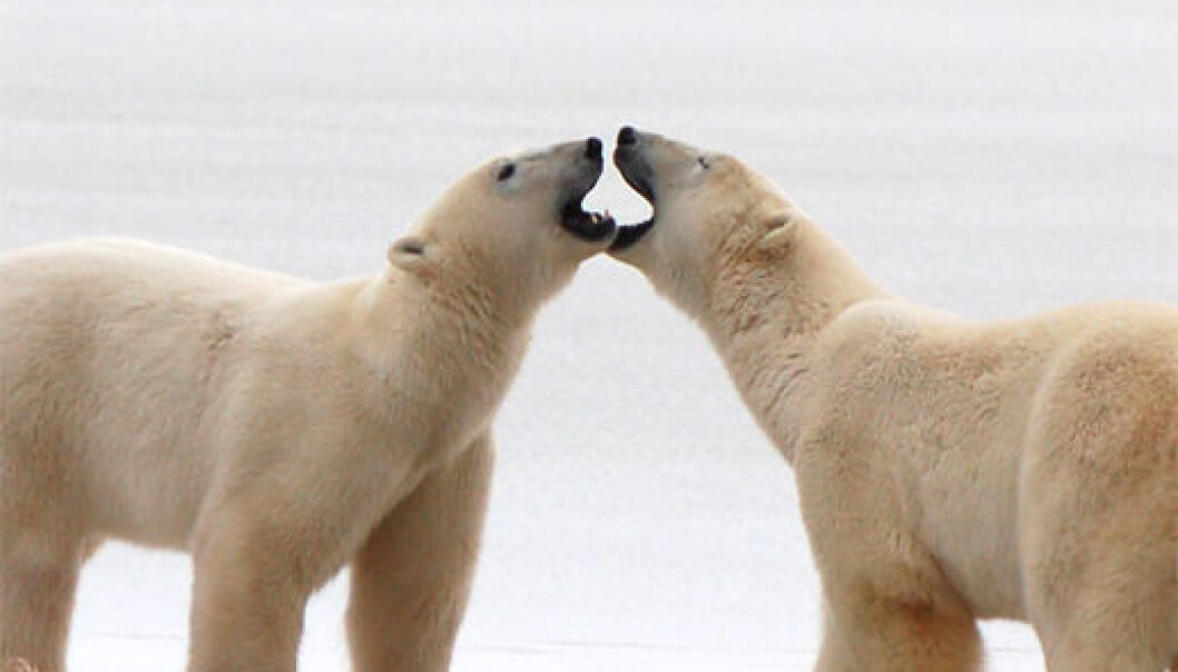 To unge hanner hilser på hverandre på en islagt kulp ved kysten av Hudson Bay, Canada. (Foto: Steven C. Amstrup, Polar Bears International) To unge hanner hilser på hverandre på en islagt kulp ved kysten av Hudson Bay, Canada. (Foto: Steven C. Amstrup, Polar Bears International)