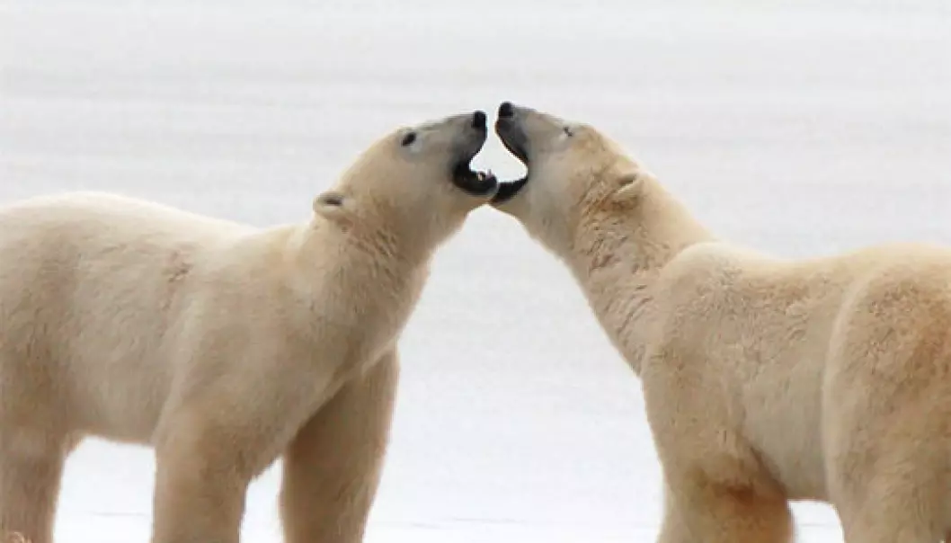 To unge hanner hilser på hverandre på en islagt kulp ved kysten av Hudson Bay, Canada. (Foto: Steven C. Amstrup, Polar Bears International)