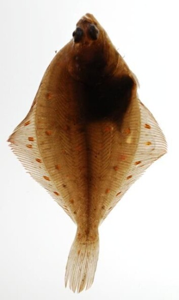 Rødspette fotografert med lys undenfra, for å vise se hvor gjennomsiktig fisken er. (Foto: Erik Salander) Rødspette fotografert med lys undenfra, for å vise se hvor gjennomsiktig fisken er. (Foto: Erik Salander)