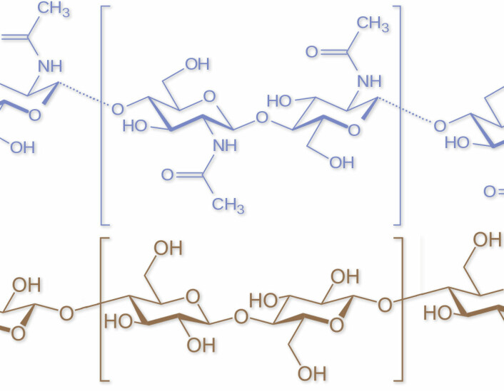 Molekyler av kitin (øverst, blå) og cellulose (nederst, gul). I klammene er en disakkarid-enhet i den lange kjeden i hvert molekyl. (Illustrasjon: Wikimedia Commons. public domain, bearbeidet av forskning.no)