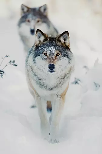 Norway’s wild wolf population is descended from a small number of Finnish animals.