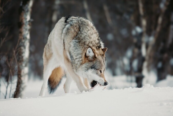 Norway’s wolves are at least real wolves. They have barely any dog genes. Norway’s wolves are at least real wolves. They have barely any dog genes.